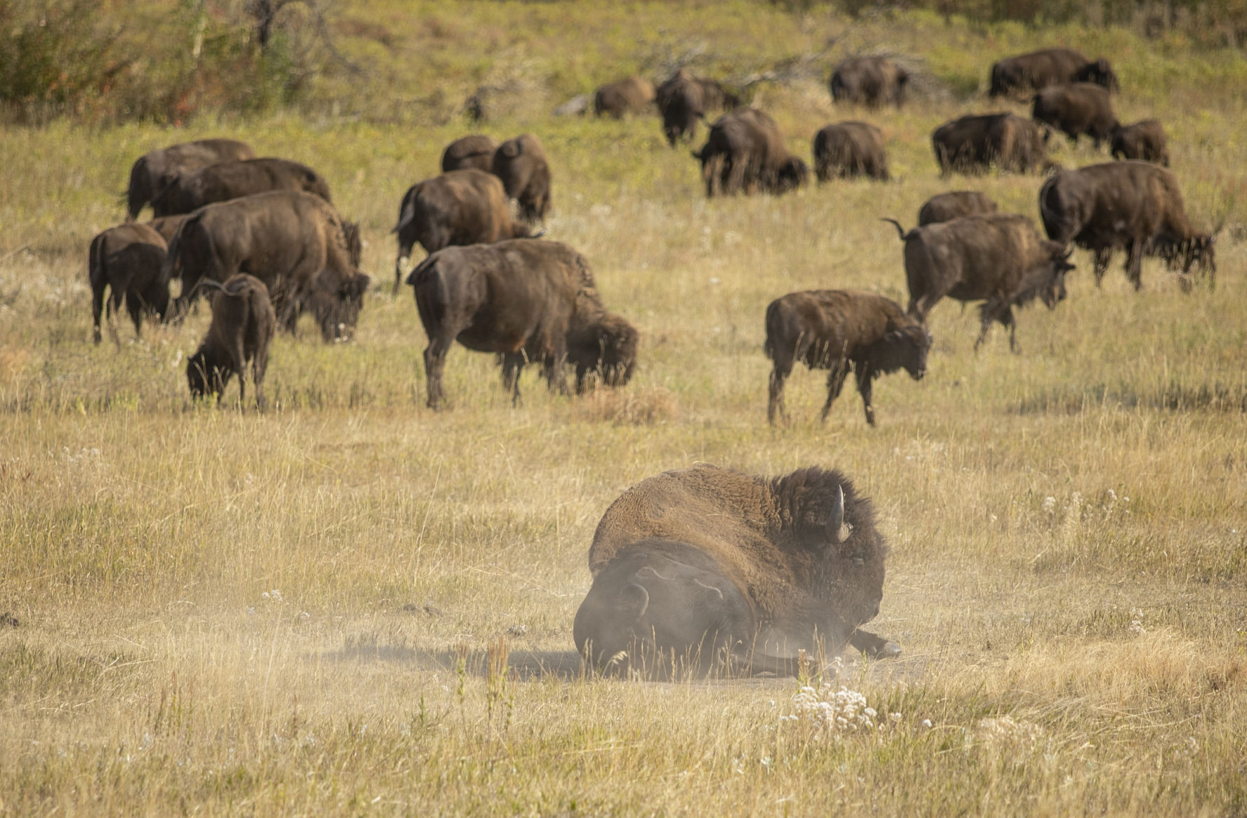 Buffalo Roundup Preview